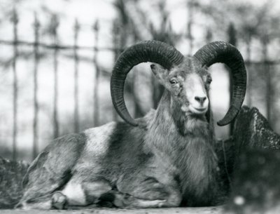 Ein Widder sitzt im Londoner Zoo, 1925 von Frederick William Bond
