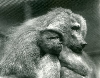 Ein heiliger Pavian mit seinem Jungen im Londoner Zoo, Juli 1924 von Frederick William Bond