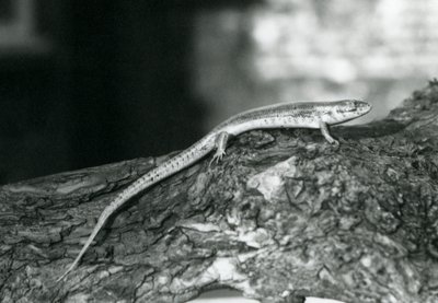 Ein Skink, der auf einem Baumstamm im Londoner Zoo ruht, 1929 (s/w Foto) von Frederick William Bond