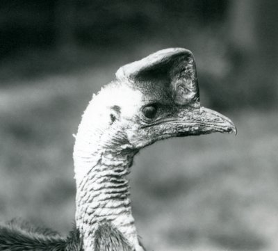 Ein Südlicher Kasuar im London Zoo, Juni 1925 von Frederick William Bond