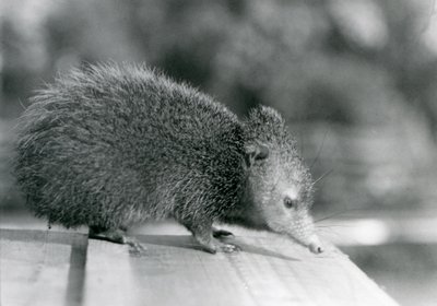 Ein Tenrek im Londoner Zoo im Jahr 1929 von Frederick William Bond