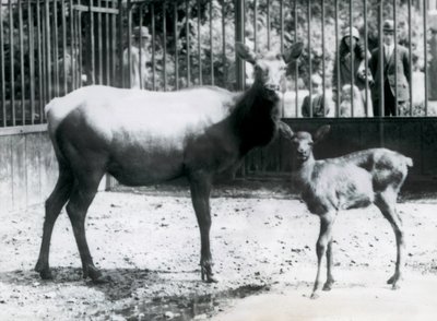 Ein Wapiti/Elch mit ihrem Kitz in ihrem Gehege, Besucher schauen durch Gitterstäbe zu, Londoner Zoo von Frederick William Bond