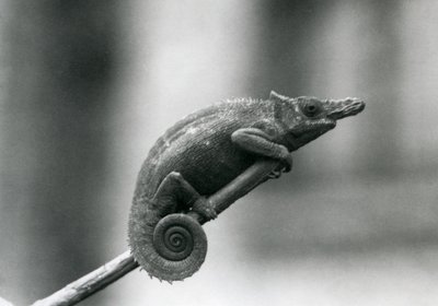 Ein West-Usambara-Zweihorn-Chamäleon, Londoner Zoo, 1927 von Frederick William Bond