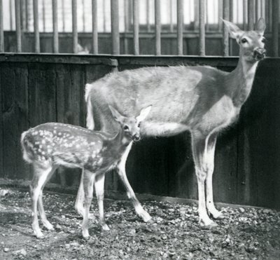 Ein Weißwedelhirsch mit ihrem Kitz im Londoner Zoo im August 1927 von Frederick William Bond