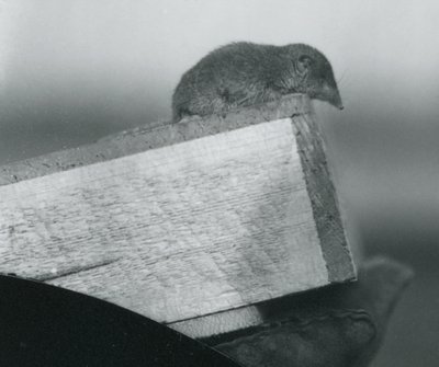 Ein Weißzahnspitzmaus im Londoner Zoo, April 1917 von Frederick William Bond
