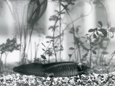 Ein schwarzer Axolotl/Mexikanischer Salamander, der auf Kies auf dem Boden eines Tanks im Londoner Zoo im Jahr 1928 ruht von Frederick William Bond