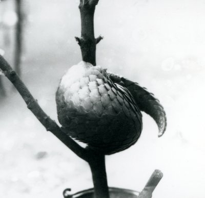 Ein kritisch gefährdeter Chinesischer Schuppentier, der sich um einen vertikalen Ast windet, Londoner Zoo, Juli 1925 von Frederick William Bond