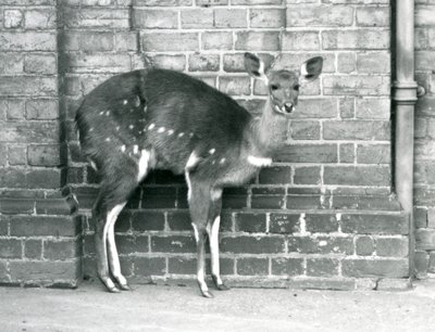 Eine weibliche Kap-Buschbock-Imbabala steht an einer Wand im Londoner Zoo im Oktober 1927 von Frederick William Bond