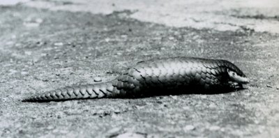 Ein weiblicher chinesischer Pangolin im Londoner Zoo im August 1925 von Frederick William Bond