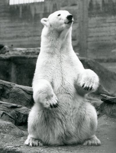 Ein weiblicher Eisbär sitzt auf ihren Hinterbeinen auf den Mappin Terrassen im London Zoo, September 1928 von Frederick William Bond
