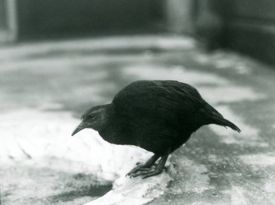 Ein flugunfähiges Weka-Huhn im Londoner Zoo, 1927 von Frederick William Bond