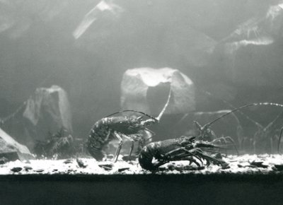 Eine Gruppe von Flusskrebsen im Londoner Zoo, März 1925 von Frederick William Bond