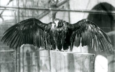 Ein Kapgeier, der auf einem Baumstamm mit ausgebreiteten Flügeln steht und einen Aprilregen im Londoner Zoo genießt (vor 1930) von Frederick William Bond