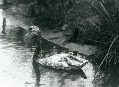 Ein Hybridschwan, Stumm x Schwarz, schwimmt in einem Teich im Londoner Zoo, 1927 von Frederick William Bond