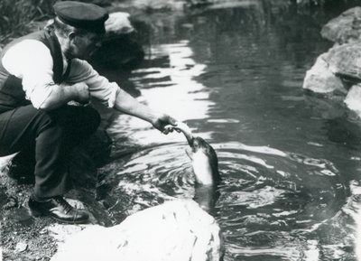 Ein Wärter füttert einen jungen Kapuzenrobben im Londoner Zoo, Juni 1914 von Frederick William Bond