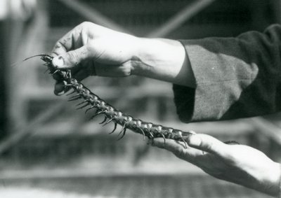 Ein Wärter hält einen Riesentausendfüßler in seinen Händen, Londoner Zoo, 1927 von Frederick William Bond
