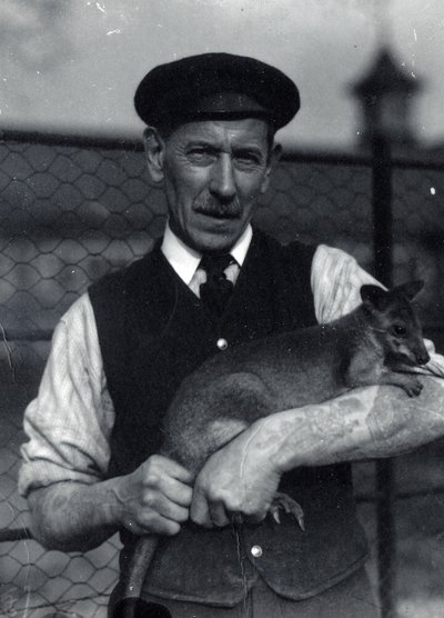 Ein Wärter hält ein Wallaby, Oktober 1920 von Frederick William Bond