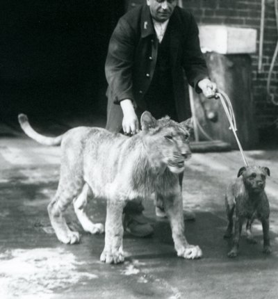 Ein Wärter führt einen Hund und einen jungen Löwen spazieren, Londoner Zoo, August 1925 von Frederick William Bond