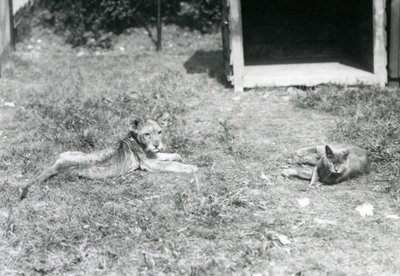 Ein Löwenjunges, das auf einem Rasen liegt, nahe einer offenen Holzkiste, mit einer Hauskatze, Londoner Zoo, Juli 1925 von Frederick William Bond