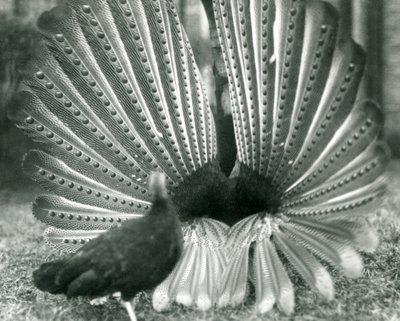 Ein männlicher Argusfasan, Balzdisplay, mit einem Weibchen neben ihm, London Zoo, Januar 1926 von Frederick William Bond