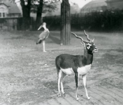 Ein männlicher Schwarzbock oder Indische Antilope im Londoner Zoo, Oktober 1926 von Frederick William Bond
