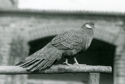 Ein männlicher Grauer Pfauenfasan steht 1931 auf seiner Stange im Londoner Zoo (s/w Foto) von Frederick William Bond