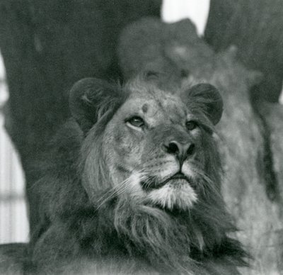 Ein männlicher Löwe im Londoner Zoo im Jahr 1929 von Frederick William Bond