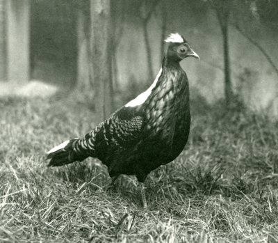 Ein männlicher Swinhoe-Fasan im Londoner Zoo, September 1923 von Frederick William Bond