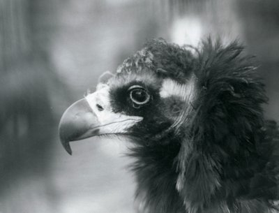Ein fast bedrohter Eurasischer Mönchsgeier im Londoner Zoo, 1927 von Frederick William Bond