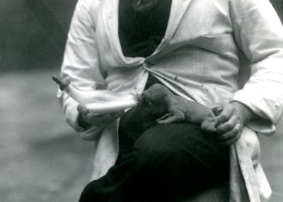 Ein neugeborenes Löwenjunges wird von seinem Wärter mit der Flasche gefüttert, Londoner Zoo, 1923 von Frederick William Bond