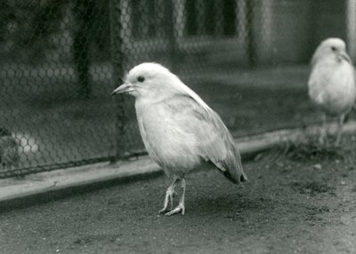 Ein Paar Kagus, oder Cagous, steht auf dem Boden ihres Geheges im Londoner Zoo, 1927 von Frederick William Bond