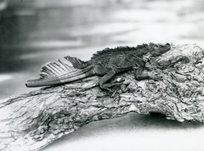 Ein gefährdeter Segelflossen-Leguan mit beschädigtem Schwanz ruht auf einem Baumstamm im London Zoo im Jahr 1929 (s/w Foto) von Frederick William Bond