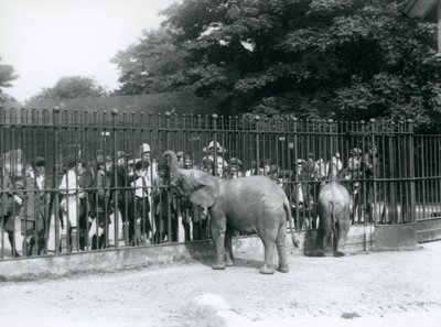 Ein junger Afrikanischer Elefant und ein Zwergafrikanischer Elefant interagieren mit einer großen Gruppe von Kindern, durch die Gitter ihres Geheges, London Zoo, 1926 von Frederick William Bond