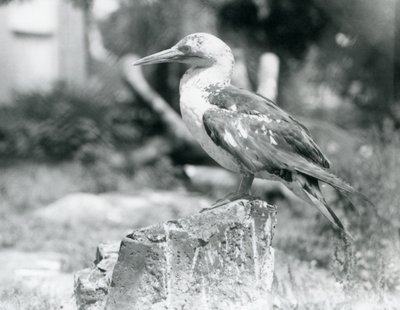 Ein junger Basstölpel auf einem Baumstumpf im Londoner Zoo, 1929 (s/w Foto) von Frederick William Bond