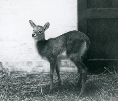 Ein junger Lechwe, der auf Heu steht, London Zoo, Januar 1926 von Frederick William Bond