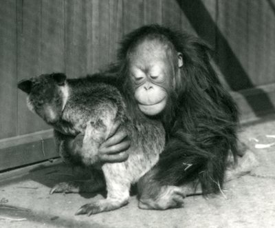 Ein junger Orang-Utan umarmt ein Baumkänguru im Londoner Zoo im Jahr 1927 von Frederick William Bond