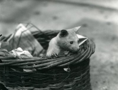 Ein junger Albino-Opossum schaut aus einem Korb im Londoner Zoo, Oktober 1920 von Frederick William Bond