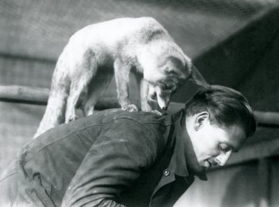 Ein Arabischer Rotfuchs schaut über die Schulter des Pflegers F. Shelley, während er auf seinem Rücken steht, London Zoo, 1925 von Frederick William Bond