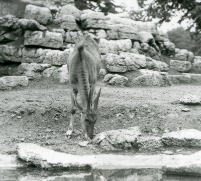 Ein Elenantilopen grast im Antilopengehege im Londoner Zoo 1929 von Frederick William Bond