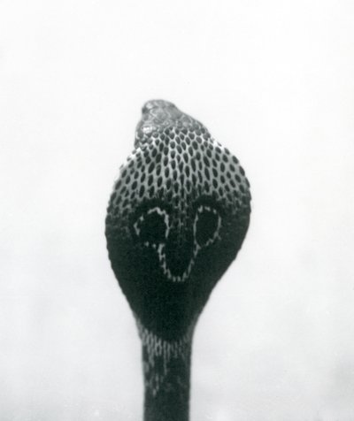 Eine indische Brillenschlange mit erhobenem Kopf und gespreizter Haube, London Zoo, Oktober 1925 von Frederick William Bond