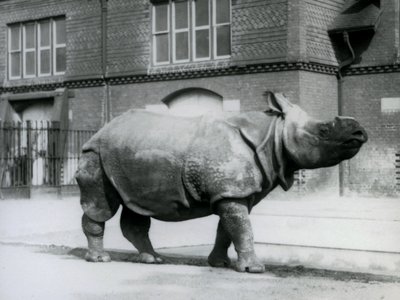 Ein Indisches Nashorn im Londoner Zoo, 1927 von Frederick William Bond
