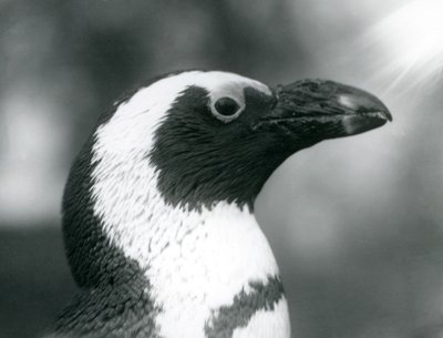 Ein erwachsener Schwarzfußpinguin im Londoner Zoo, September 1925 von Frederick William Bond