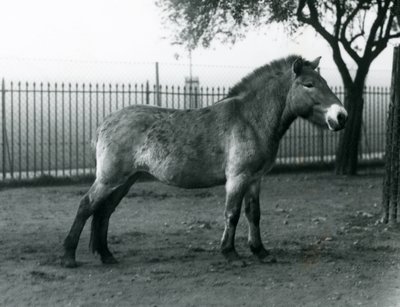 Ein gefährdetes Przewalski-Wildpferd steht in seinem Gehege im Londoner Zoo, Oktober 1927 von Frederick William Bond
