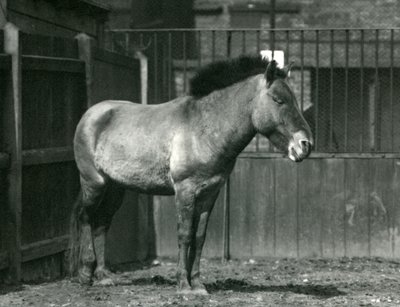 Ein gefährdeter Przewalski-Wildpferd, stehend in seinem Gehege im Londoner Zoo im Jahr 1927 von Frederick William Bond