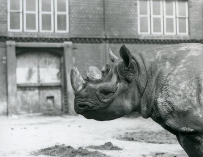 Eliza, ein weibliches Spitzmaulnashorn, Londoner Zoo von Frederick William Bond