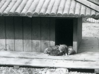 Vier Kojotenwelpen ruhen am Eingang ihres Baus, London Zoo von Frederick William Bond