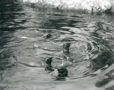 Vier Königspinguine im Londoner Zoo, Juni 1927 von Frederick William Bond