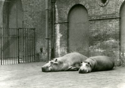 Flusspferde Bobbie und Joan im London Zoo, Juli 1923 von Frederick William Bond