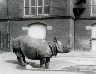 Indisches Nashorn Felix steht am Rand seines Pools im Londoner Zoo im Jahr 1927 von Frederick William Bond