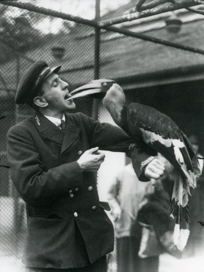 Tierpfleger T. Raggett füttert einen Großen Indischen Hornvogel mit einer Frucht, die er im Mund hält. Londoner Zoo 1924 von Frederick William Bond